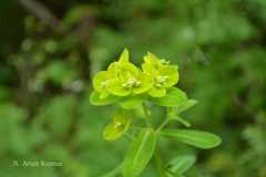 Euphorbia wallichii